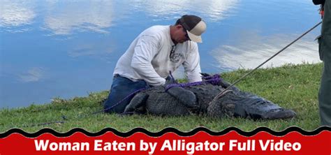 Gloria Serge, 85, died after an <b>alligator</b> lunged at her and dragged her into water in northern St Lucie County in Florida. . Woman eaten by alligator full video reddit
